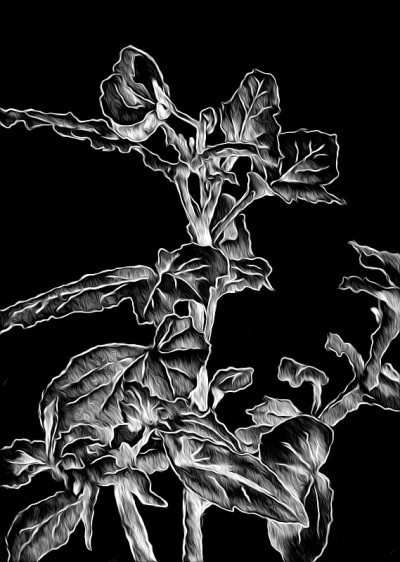 花卉绘画艺术插图负黑色