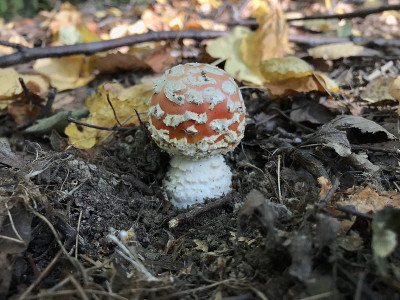 小飞木耳