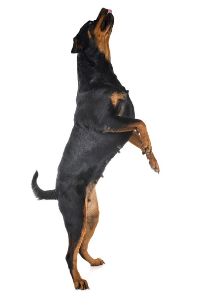 纯种的罗特韦尔犬