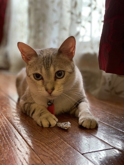雪孟加拉猫