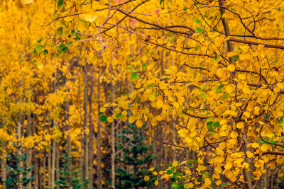 Maroon Bells Snowmass Wilderness USA