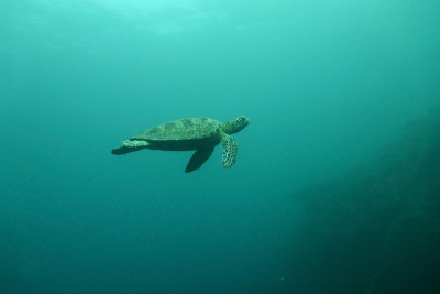 Turtles Sipadan记得