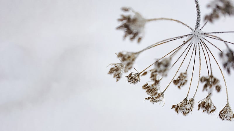 自然背景与花野生草本植物在冰上雪。最小本质的概念，文本的复制空间。社交网络的背景