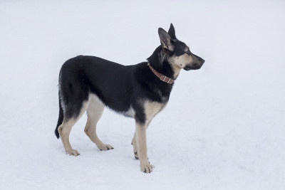 在冬季公园里，一只东欧牧羊犬站在皑皑白雪上。宠物的动物。