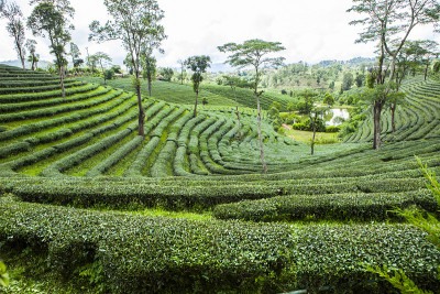 泰国的茶园。