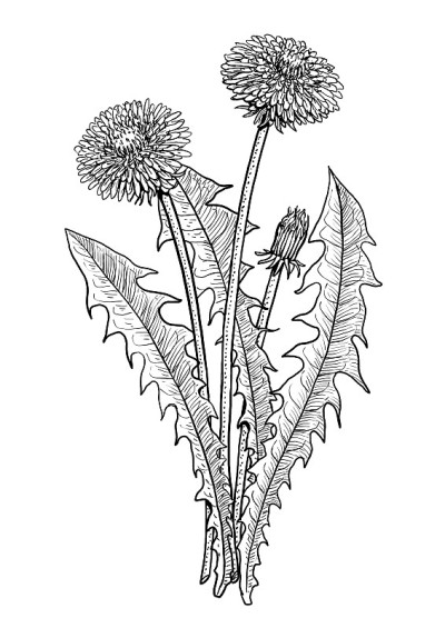 蒲公英花插图，绘画，雕刻，水墨，线条艺术，矢量