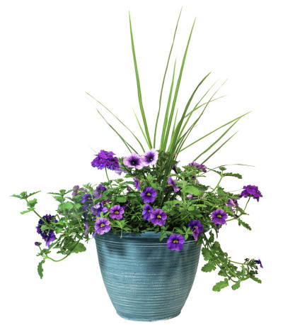 春天鲜花种植园主