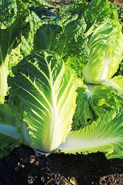 大白菜在地里