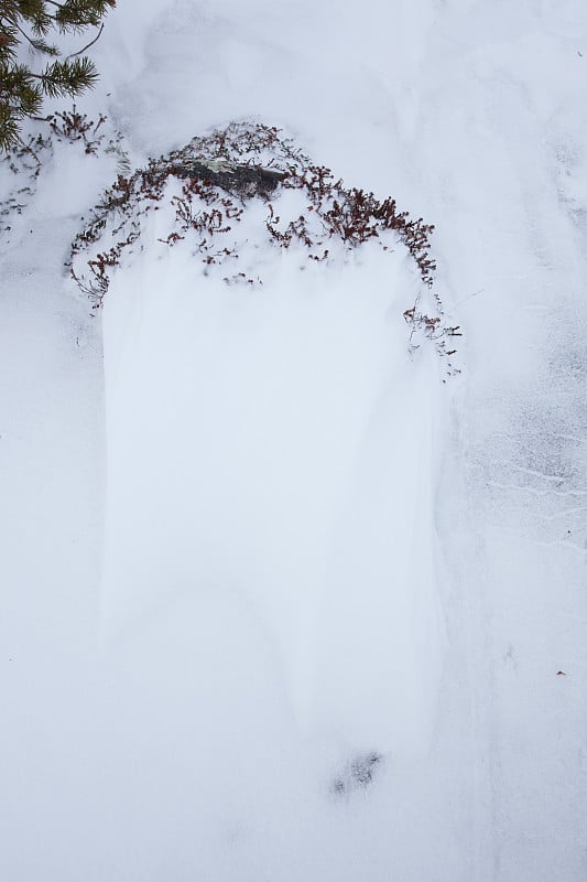 北极山的地上有雪和树枝