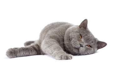 英国短毛猫