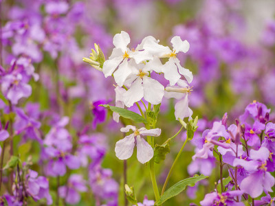 春花系列，野地野花
