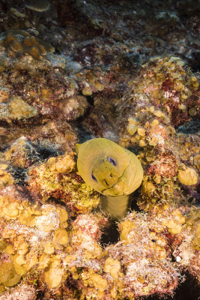 在库拉索岛附近的加勒比海，有各种各样的鱼、珊瑚和海绵在蓝绿色的珊瑚礁水中