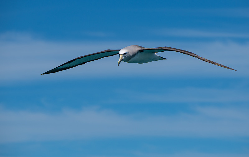 Salvin's Albatross