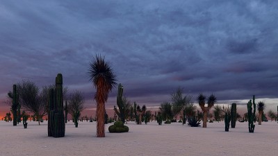 沙漠中的日落与仙人掌