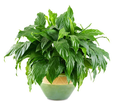 茂盛、闪亮的室内植物
