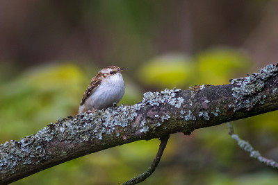 Treecreeper (Certhia familiaris)