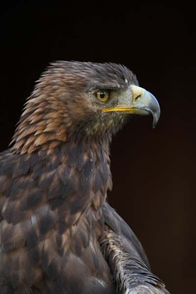 Steinadler