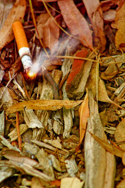 在干燥的矮树丛中，一根随意扔的燃烧着的香烟仍在燃烧，这是潜在的丛林火灾森林火灾隐患