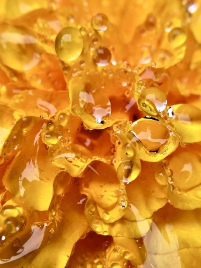 橙色非洲万寿菊特写与雨水