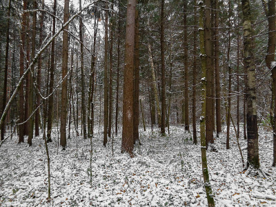 冬季西伯利亚白雪皑皑的森林黄昏时，天气多云，初冬