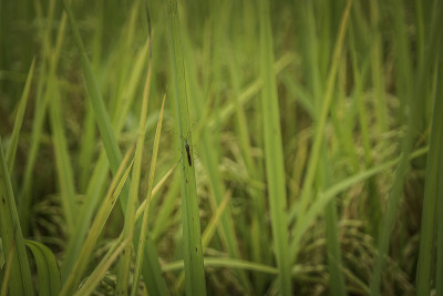 阳朔桂林