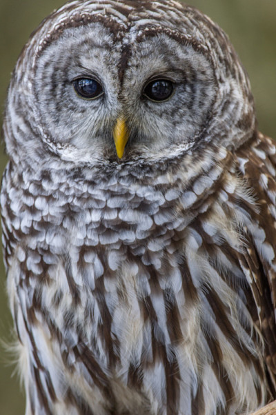禁止Owl-2