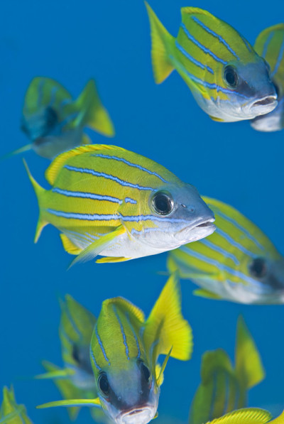 特写蓝条纹鲷鱼(Lutjanus kasmira)。