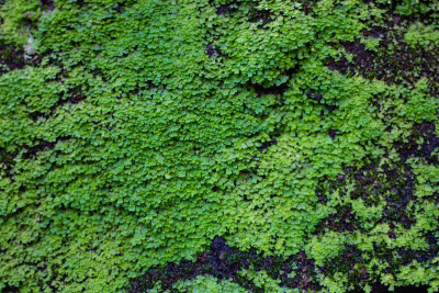 以苔藓和蕨类植物为背景的石头
