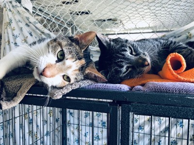 动物收容所的两只猫