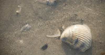 海贝