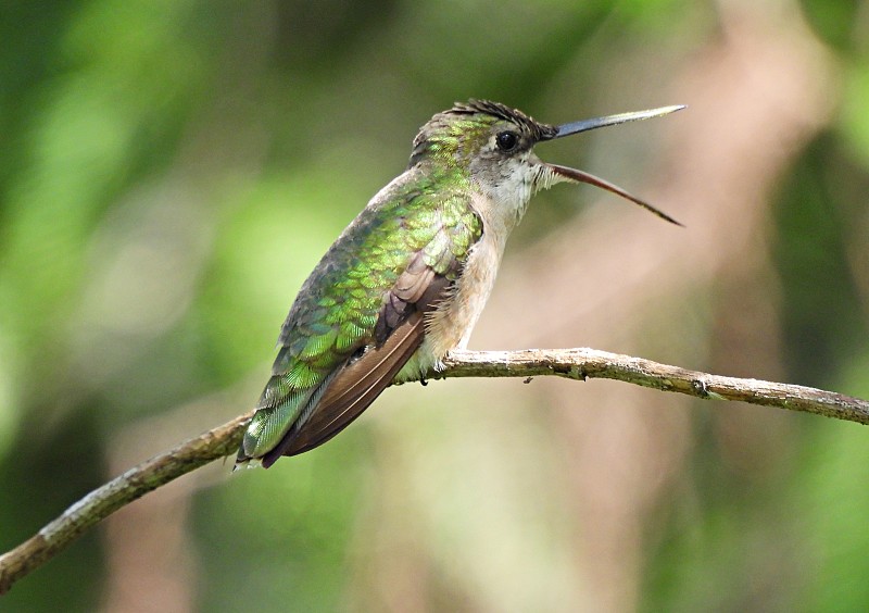 红宝石喉蜂鸟(Archilochus colubris)雌性栖在树枝上，嘴张着