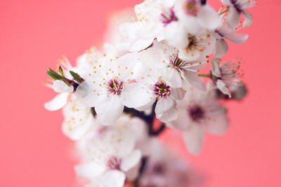 春天开花树枝