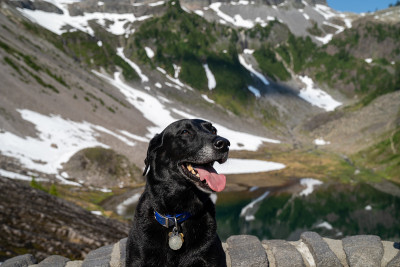 黑色拉布拉多寻回犬，位于华盛顿州贝克山国家休闲区的希瑟梅多斯地区
