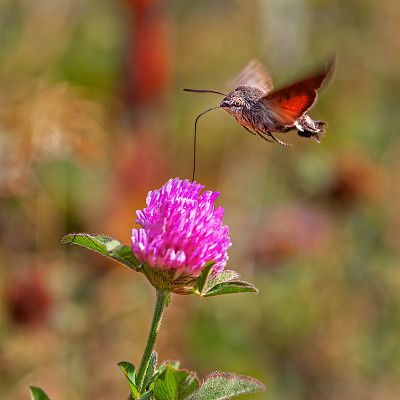 春花蜂鹰