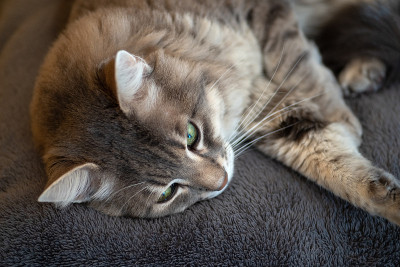家猫
