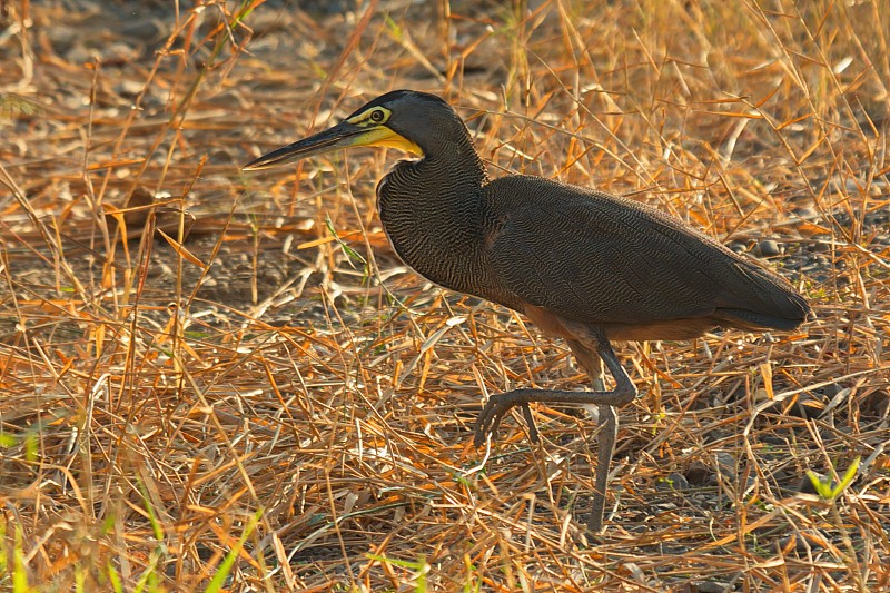 Bare-throated老虎鹭