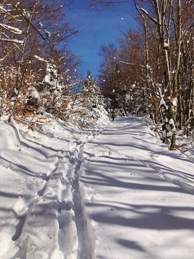 在克罗地亚的Velebit森林里滑雪