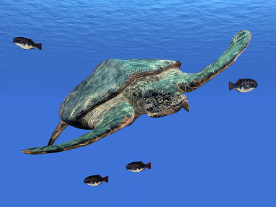 巨型海龟Archelon