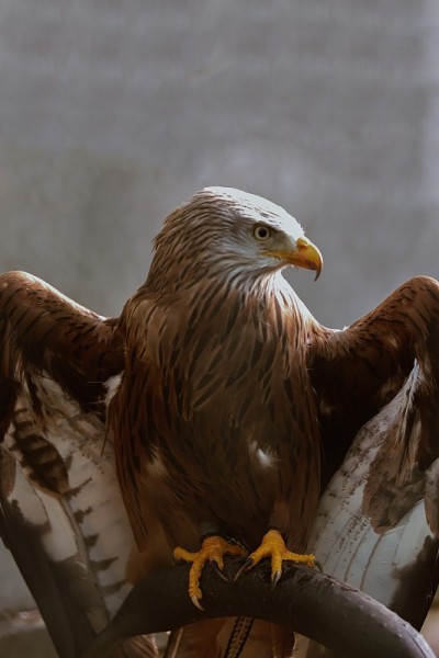 Red Kite / rotter Milan的翅膀张开了
