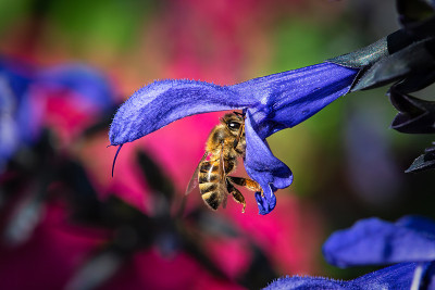 蜂蜜花粉
