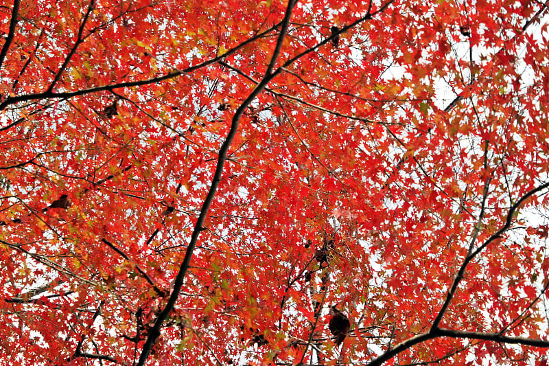 Autumn Scenic Area in Arashiyama, Kyoto