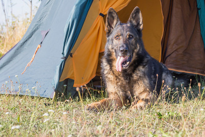一只伸着舌头的德国牧羊犬躺在帐篷的前厅里