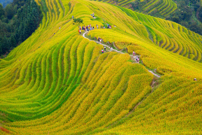 隆基水稻梯田