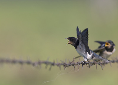 年幼的家燕(Hirundo rustica)栖息在带刺的铁丝网上等待喂食。