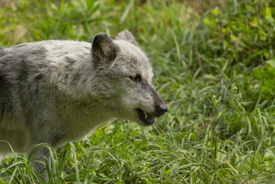 大灰狼(Canis lupus)，也叫灰狼