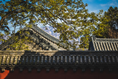 中国少林寺秋天的黄叶