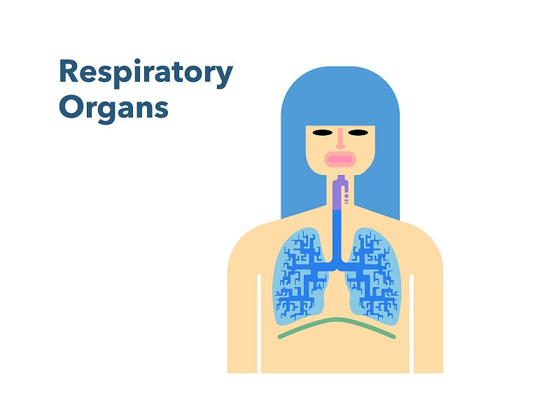 一个呼吸器官的简单插图与女性的脸在白色的背部