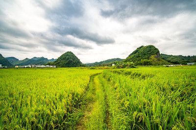 中国广西喀斯特地貌的稻田全景