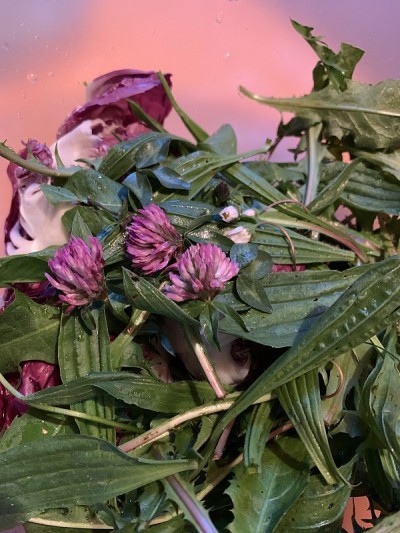 野生草本:蒲公英，雷芙，红三叶草，雏菊。对一些人来说，这是杂草——对我来说是健康沙拉!上巴伐利亚