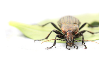 Carabus cancellatus(铜色bug)